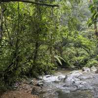 A perfect day in North Sumatra Bukit Lawang Jungle with Orangotans