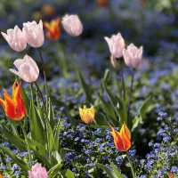 Spring into Bloom
