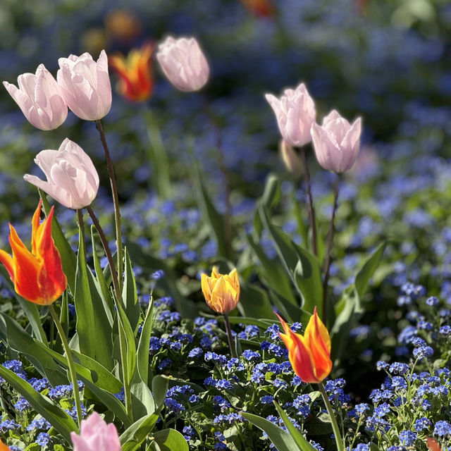 Spring into Bloom