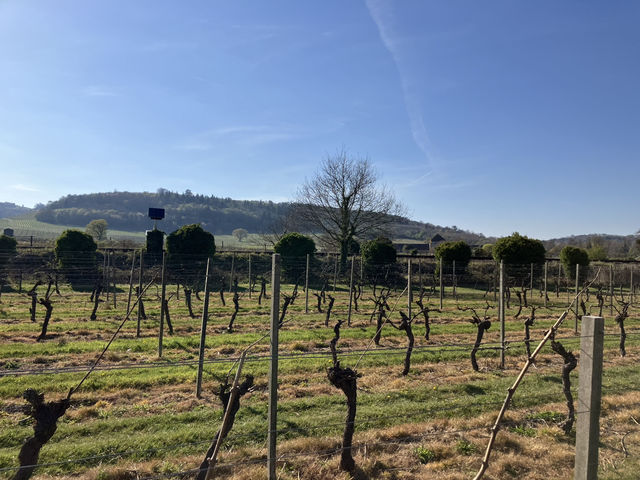 Beautiful Surrey Vines