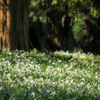 🌸🌿 Spring Has Landed at Audley End House & Gardens in Uttlesford! 🌿🌸