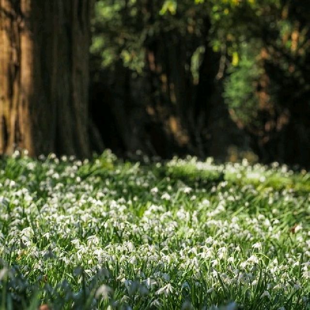 🌸🌿 Spring Has Landed at Audley End House & Gardens in Uttlesford! 🌿🌸