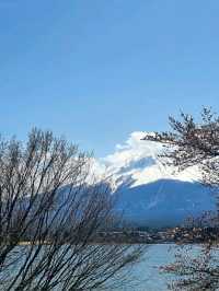 🌸 Jaw Dropping Japan - Shrines, Train Lines & Bovine.