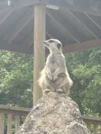 Hertfordshire Zoo… get up close and personal 