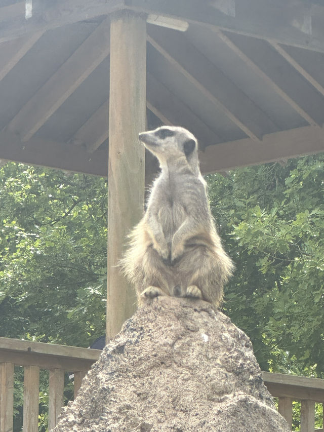 Hertfordshire Zoo… get up close and personal 