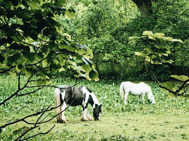 🏞️☀️ The Peak District: Your Dream Summer Escape (Without the Price Tag!)