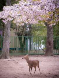 🌸 Nara Park: Where Nature, History & Sacred Deer Meet 🇯🇵✨