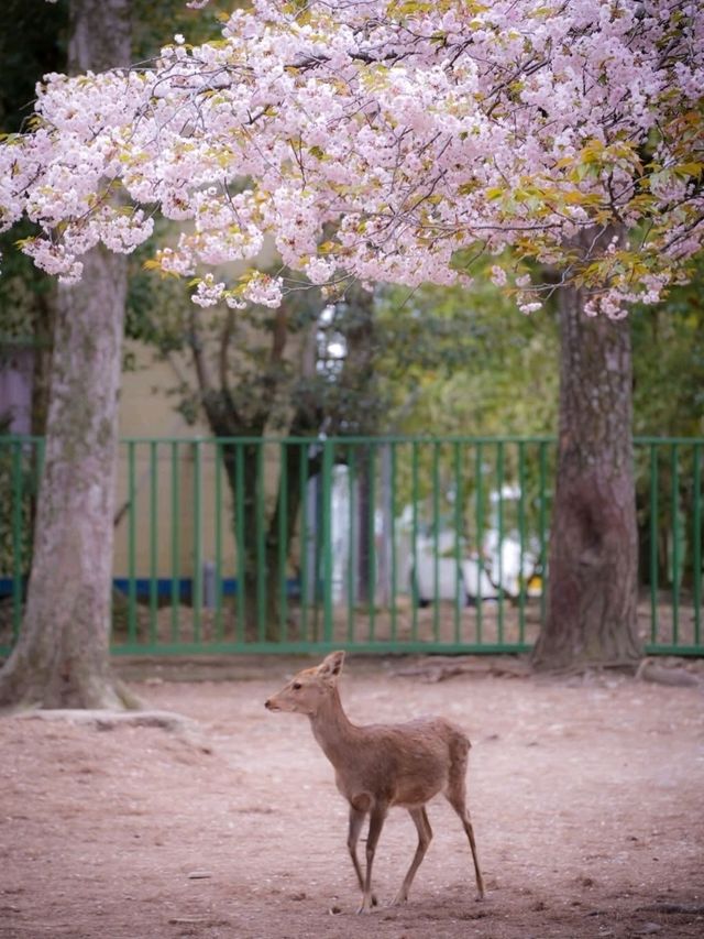 🌸 Nara Park: Where Nature, History & Sacred Deer Meet 🇯🇵✨