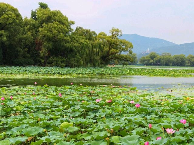 🌿 Tranquility by the Lake – Summer Palace Escape