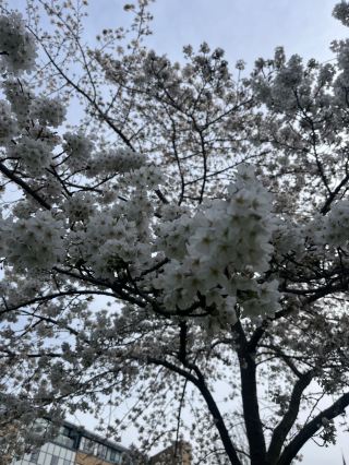 劍橋和休斯頓——美食探秘、大學漫步和當地實用攻略! 🌞🏛️🍜 想品嚐道地美食,欣賞迷人河景嗎?劍橋兩者兼具!最大的驚喜:在溫暖舒適的蒙古包裡,與朋友分享金屋中餐外賣店的牛肉麵——真的,一份分量超大,足夠兩個人吃,是預算有限的旅行者的理想之選。千萬別錯過瑪莎百貨的司康餅配凝脂奶油和藍莓果醬;相信我,它們比任何麵包店的司康餅都更鬆軟可口。漫步經過聖約翰大學、國王學院和三一學院這些傳奇學府(抬頭看看,拍張照!),然後到河邊放鬆身心,欣賞壯麗的景色,感受寧靜的氛圍。休士頓則擁有陽光普照的冰雪世界、酷炫的西部建築和豐富的自然景觀——是拍攝樹木、建築和各種細節特寫,打造Instagram美照的絕佳之地。

旅遊指南:在劍橋,步行即可-歷史遺跡、學院和河畔都近在咫尺。美食方面,Golden House(地址:47 Newmarket Rd, CB5 8EG)很容易找到;M&S(地址:10-15 Sydney St, CB2 3HQ)則是品嚐司康餅的好去處。在休士頓,如果景點比較分散,共乘或大眾運輸是您的最佳選擇。

當地小貼士:

– 如果麵條的分量看起來特別大,可以和朋友一起分享!

– 甜點秘訣:M&S 的司康餅配上凝脂奶油和果醬,比任何高檔麵包店的都好吃。

– 不要只專注於「主要」學院;河畔的景色常常被低估。

– 天氣變化很快——記得帶上太陽眼鏡和輕便衣物。

– 劍橋大部分地區不收現金,建議攜帶銀行卡。

#劍橋漫步 #休斯頓風格 #美食推薦 #旅行攻略