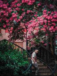 去紫薇瀑布下淋一場花雨🌸