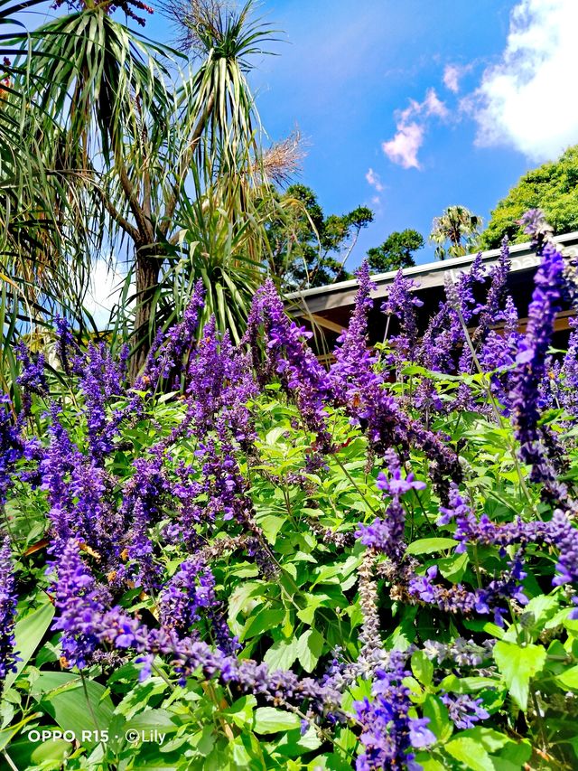 Sydney Royal Botanic Garden