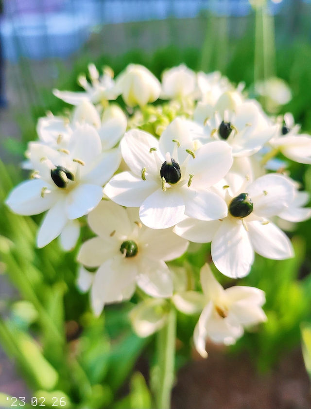Hong Kong Flower Appreciation | Bethlehem Star Blooms in Shatin Shimen Hong Kong Flower Appreciation | Bethlehem Star Blooms in Shatin Shimen