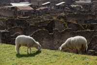 Sheep have become an important force in protecting the ancient ruins of Pompeii.