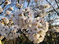 Yoyogi Park Spring Flower Viewing