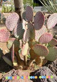 Las Vegas - Cactus Botanical Garden