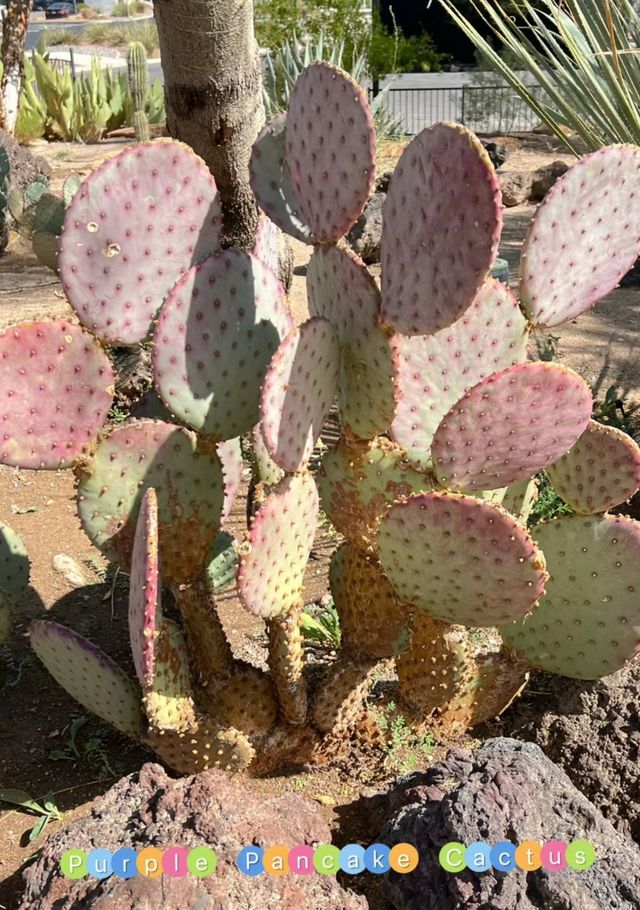 Las Vegas - Cactus Botanical Garden