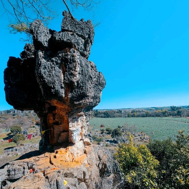 The Stone Forest | Kunming 