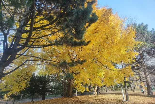 北海道大學校園—關不住的滿園秋色