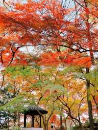光影園林|與秋同肅！留園
