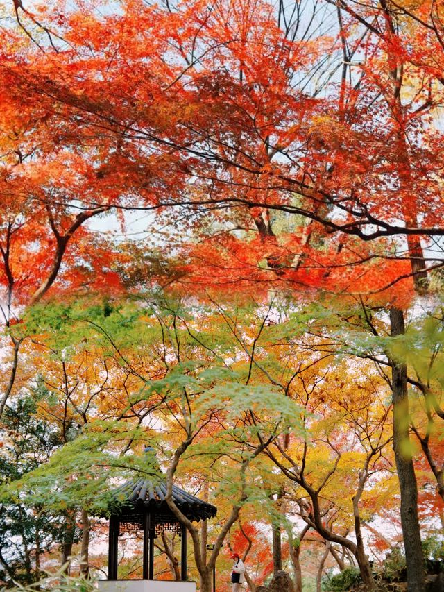 光影園林|與秋同肅！留園