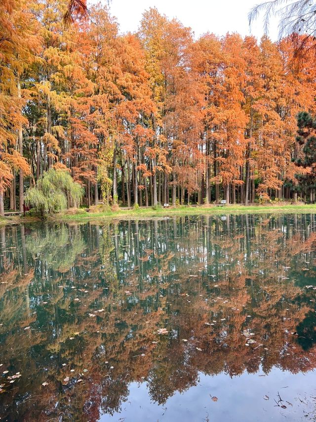 武漢小眾賞水杉地,讓你擺脫城市疲憊 武漢小眾賞水杉地,讓你擺脫城市疲憊