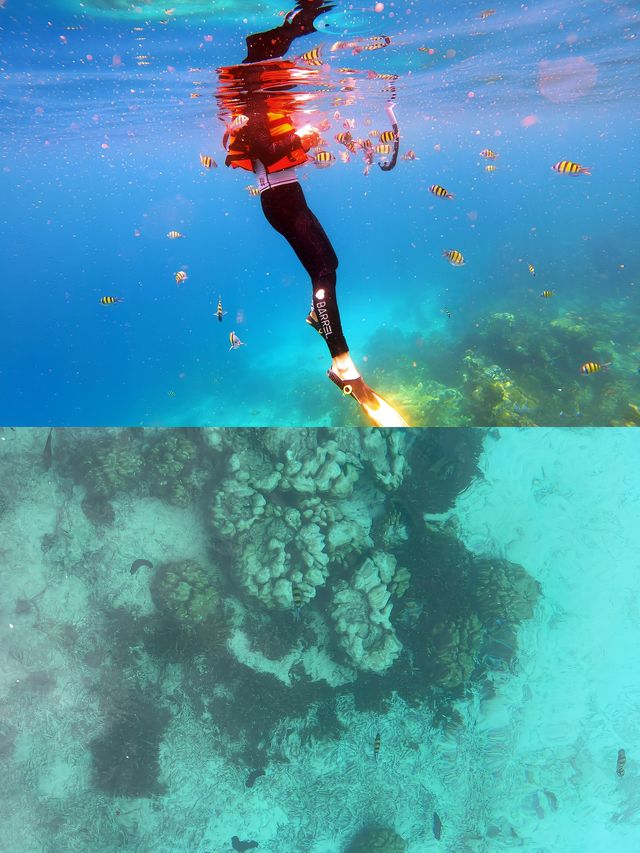 泰國藍夢之旅：洛克島的光影浮潛奇遇