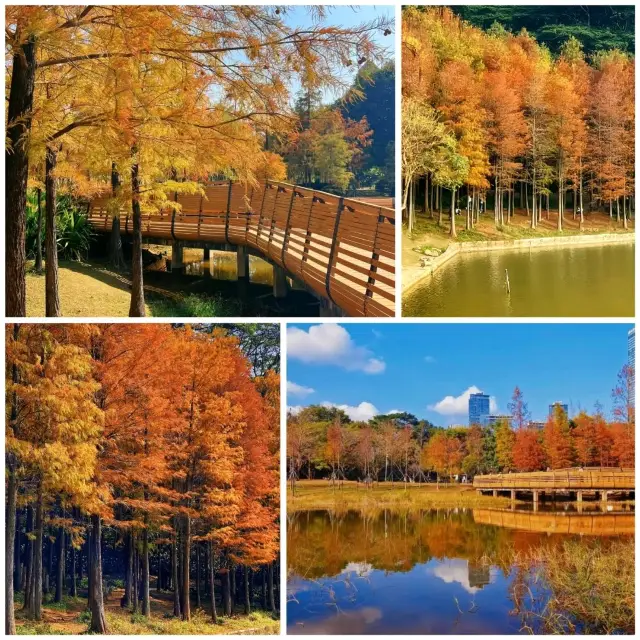 ✨深圳蓮花山公園~美如冬日油畫落羽杉✨