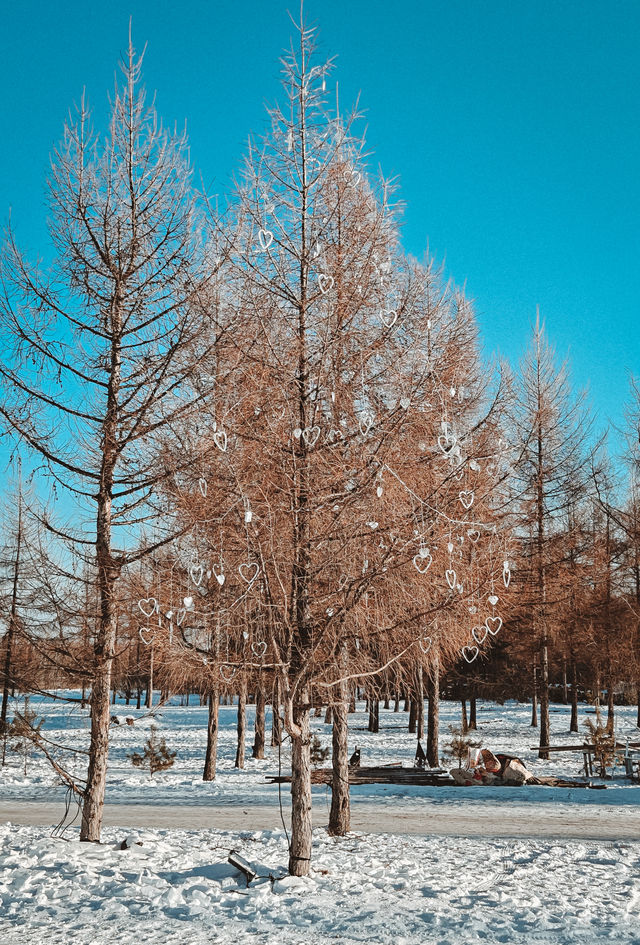 長白山二道白河｜無需濾鏡修飾的雪絨花冰瀑布！