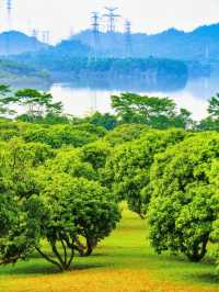 一次打卡4個公園，深圳這裡徒步太快樂了