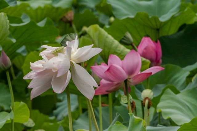 黃興公園荷花香