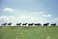 忻州市|五台山朝台大圓滿全攻略