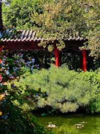 鄭州·夢溪園隱匿在鬧市裡的絕美小園林
