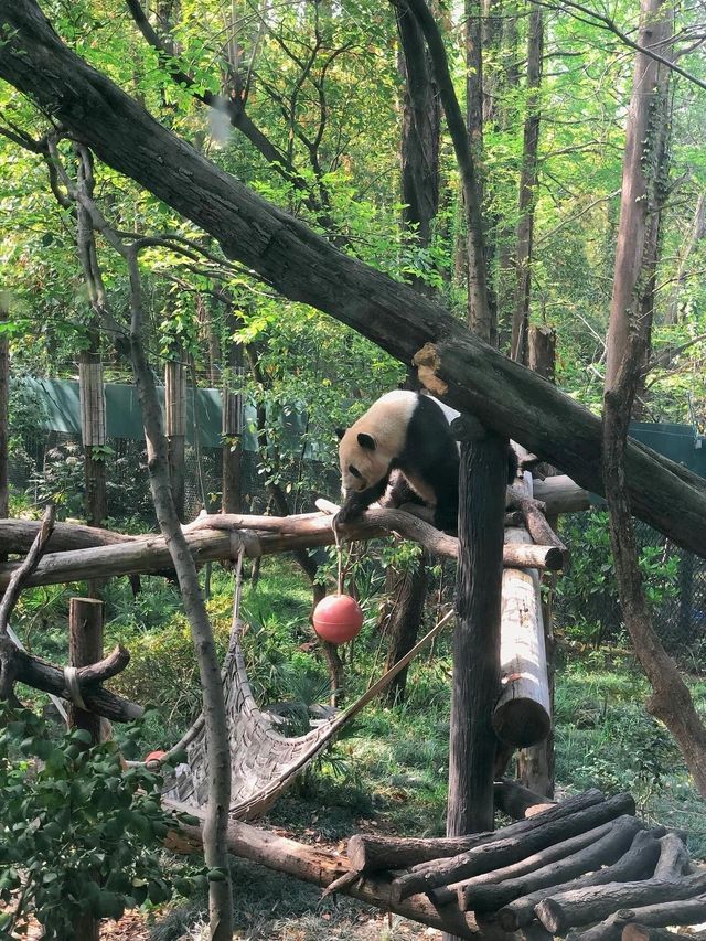 上海動物園遊玩攻略