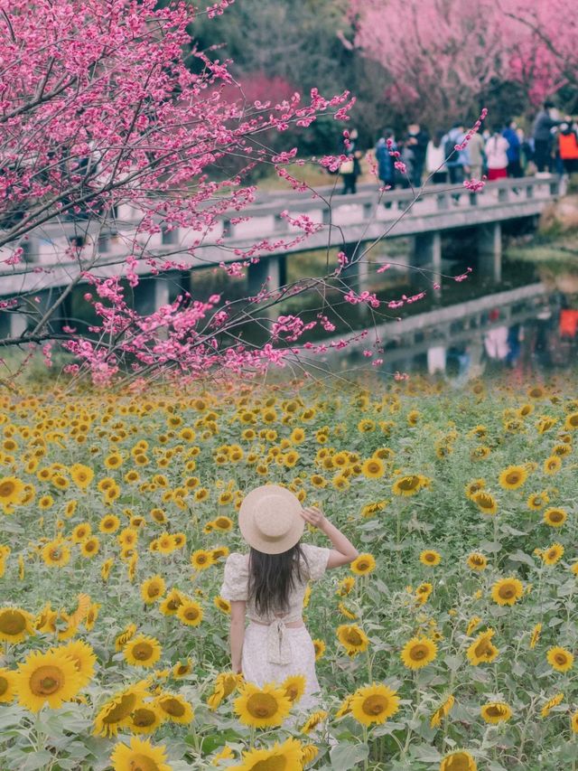 成都今日實拍：望江樓公園的梅花進入盛放期！