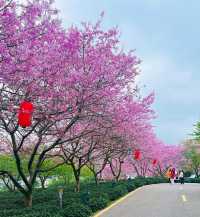 自駕遊必去！探索永福櫻花園，福建的粉色秘密花園！