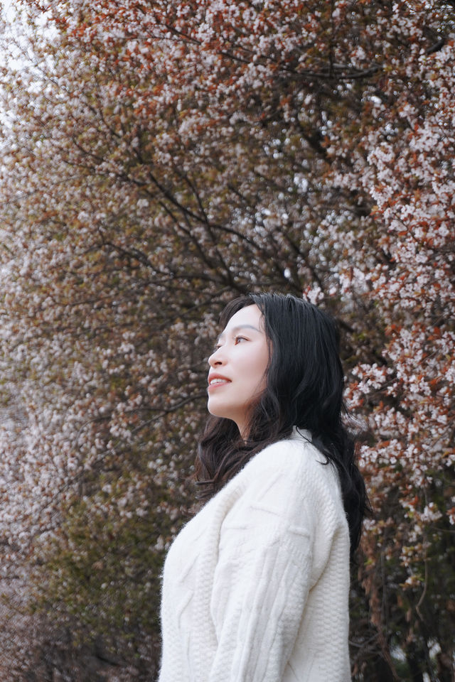 春天的浪漫花佔一半；快去拍紫葉李花開正盛
