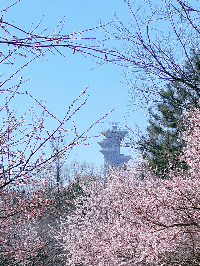 奧森北園賞桃花