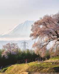 鰐塚の桜と実相寺の桜🌸