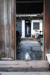 行攝新場古鎮｜浦東竟然也有千年歷史