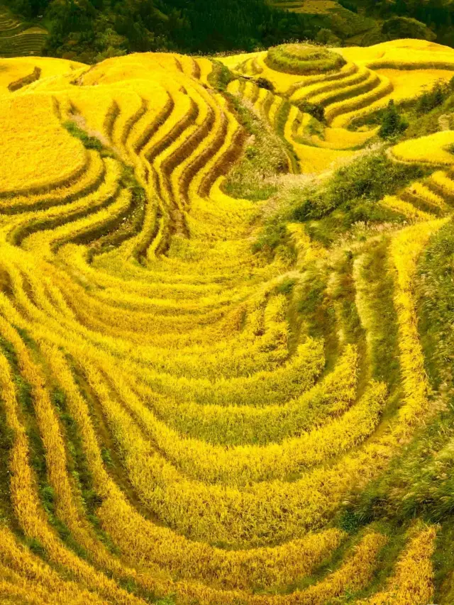 広西省龍勝龍脊段の棚田｜金色の秋、重ね重ね、千重の稲波がすべて金色に染まる