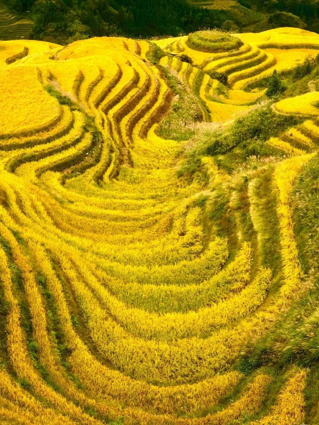 廣西龍勝龍脊梯田丨金色秋天，層層疊疊，千重稻浪盡染金黃