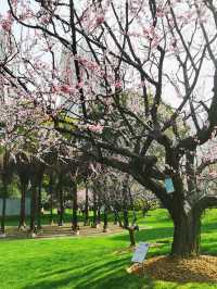 春日顶流的靜安雕塑公園櫻花季