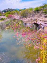 廣東規模最大的櫻花觀賞地10萬株櫻海