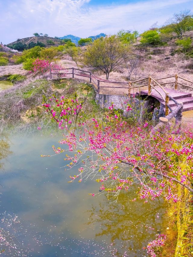 廣東規模最大的櫻花觀賞地10萬株櫻海