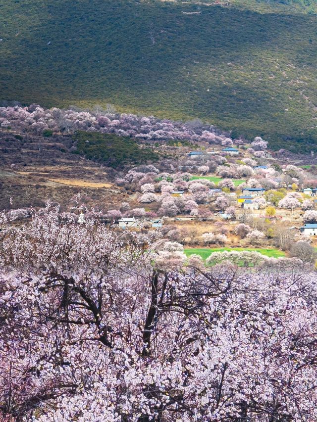 超美的世外桃源般的小眾古村落—林芝桃花