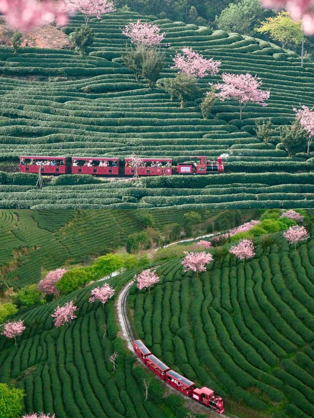 福建萬畝櫻花茶園，美到上雜誌封面！