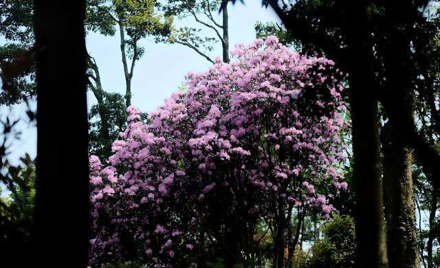 三月深圳賞花聖地，錯過要等一年