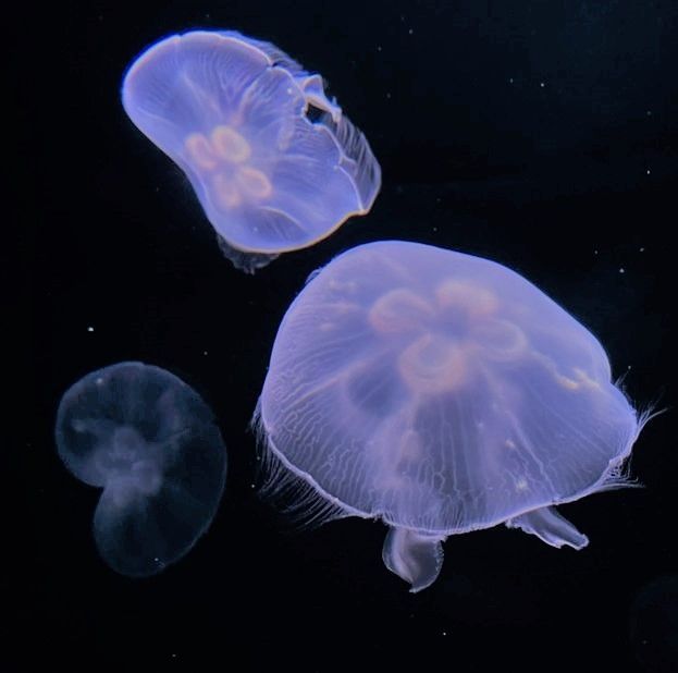 【東京陽光水族館】- 帶你穿越海洋的神奇之旅！