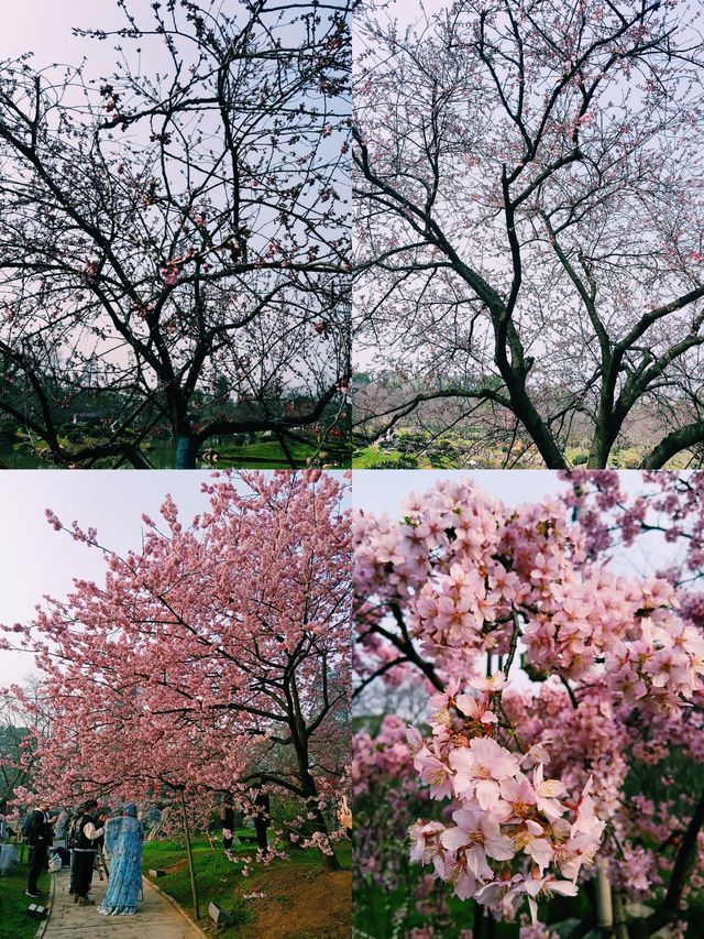 【武漢東湖櫻花園】春日遊，東湖櫻花雨中行